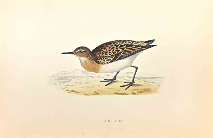 Little Stint
