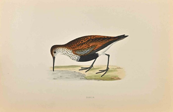 Dunlin