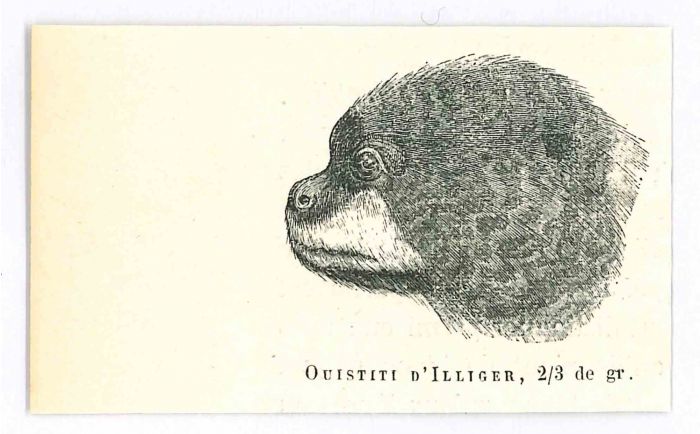 Ouistiti