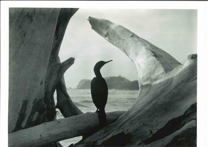 Anonymous - Driftwood - Vintage Photographs