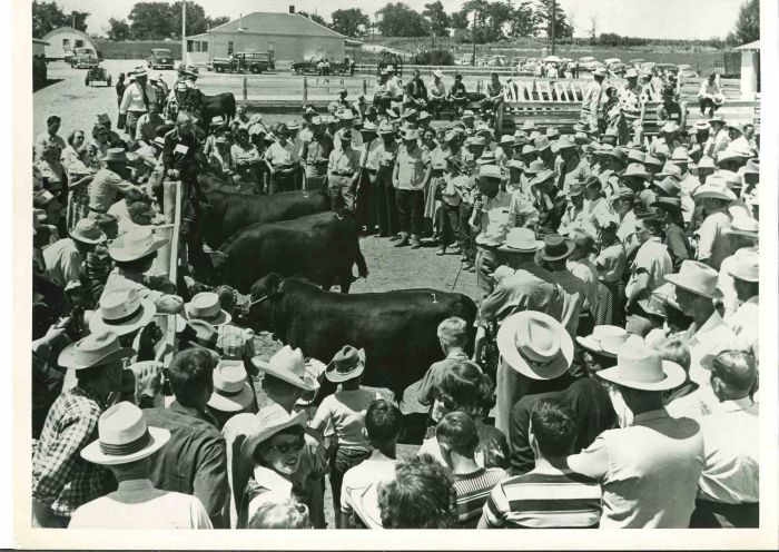 Scientific Farming Method- American Vintage Photograph