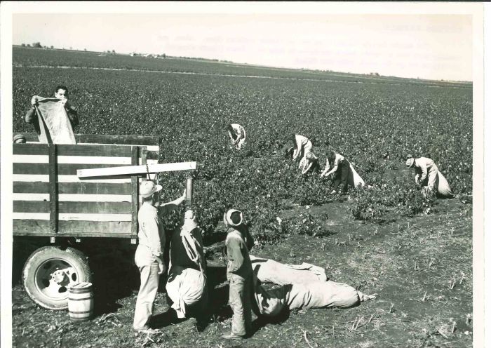 Cotton Farmer - American Vintage Photograph
