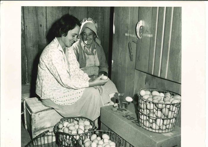 Sugar Cane Farmer- American Vintage Photograph