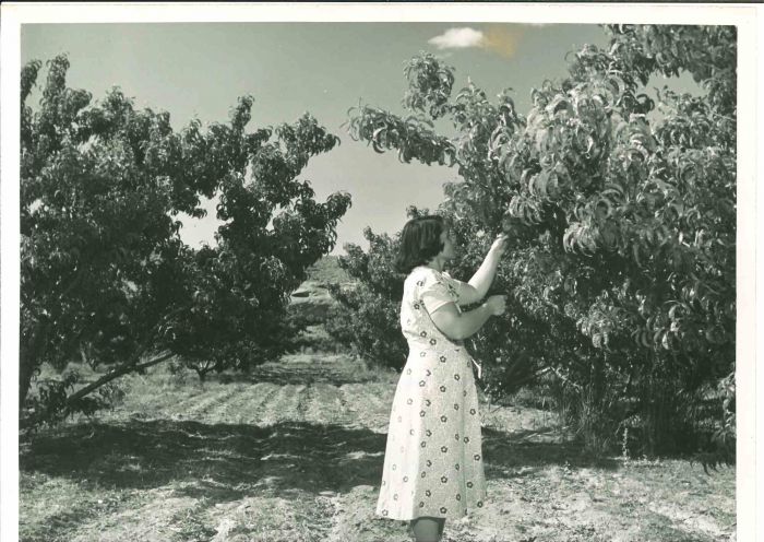 Middle-class American Woman- American Vintage Photograph