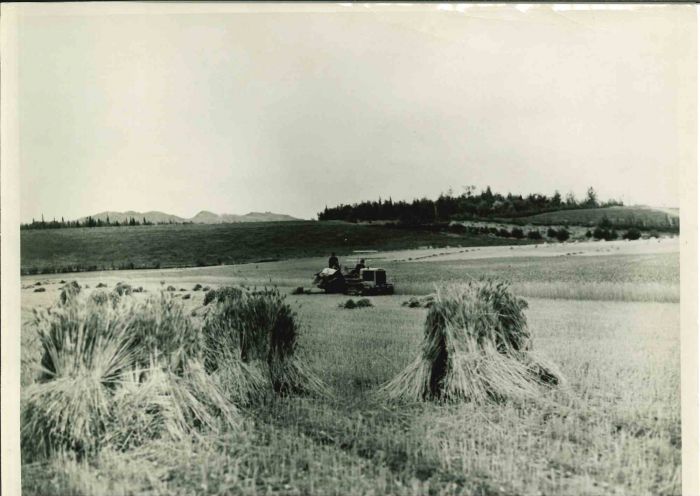 Gardening Beneath - American Vintage Photograph