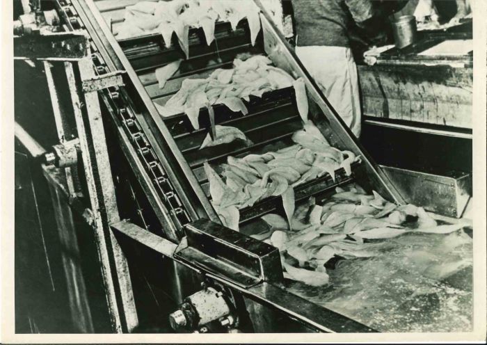 Frozen Food Industry - American Vintage Photograph