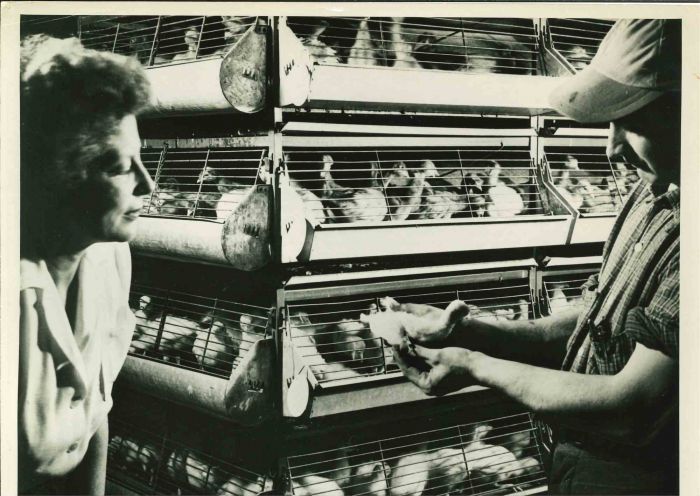 Cattle Feed - American Vintage Photograph