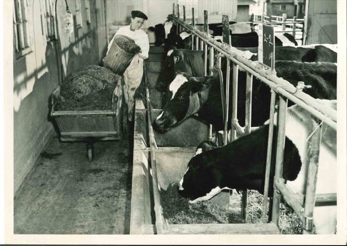 Hay Harvest - American Vintage Photograph