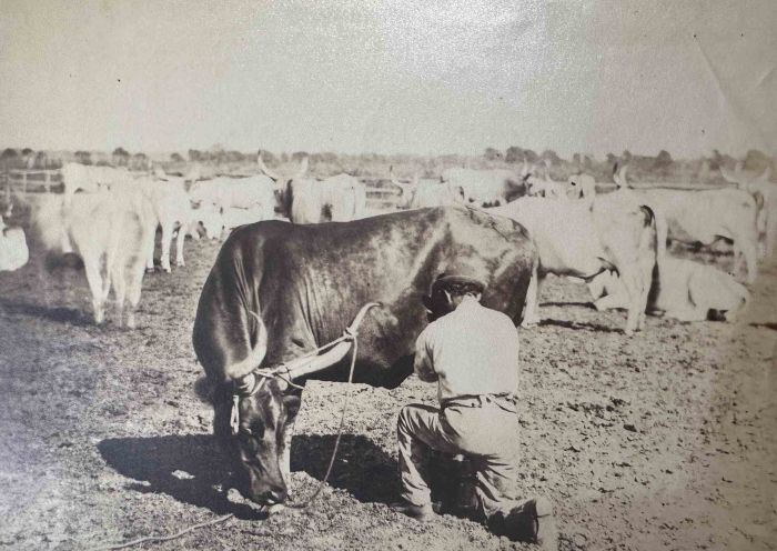 The Old Days Photo - Herd - Vintage Photograph