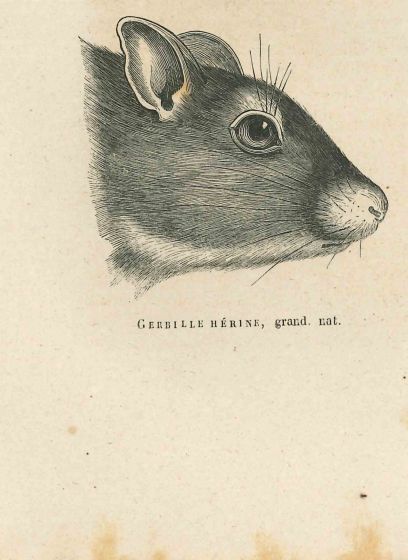 Gerbil