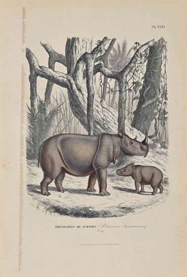 Rhinoceros of Sumatra