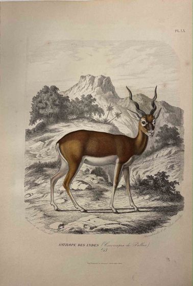 The Antelope - SOLD