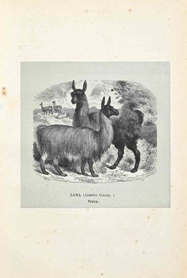 Lama