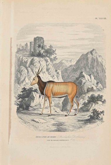 Boselaphe  De Derby