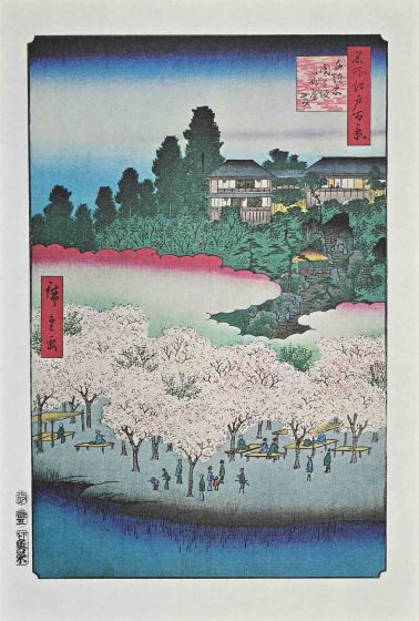 Cherry Blossoms