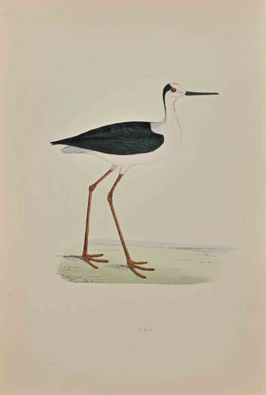 Ibis