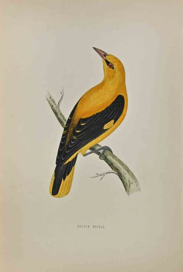 Golden Oriole