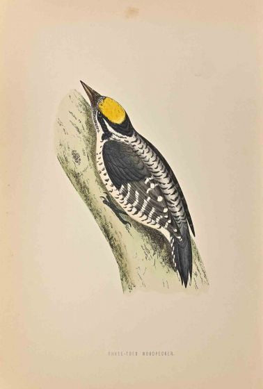 Three-Toed Woodpecker