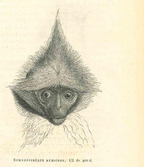 The Monkey