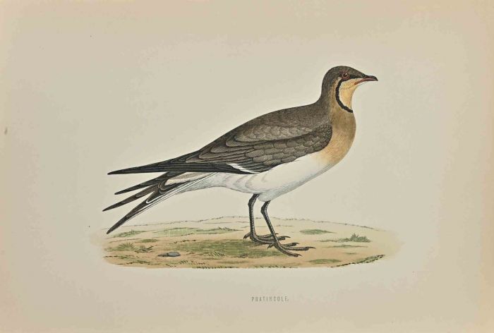 Pratincole