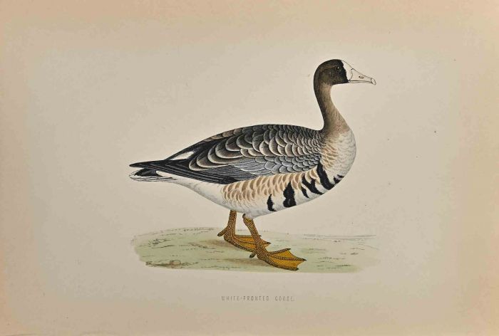 White-Fronted Goose