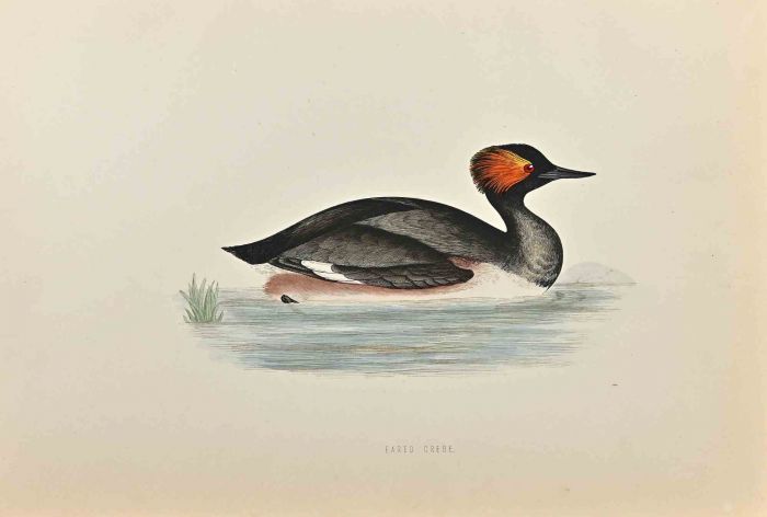 Eared Grebe