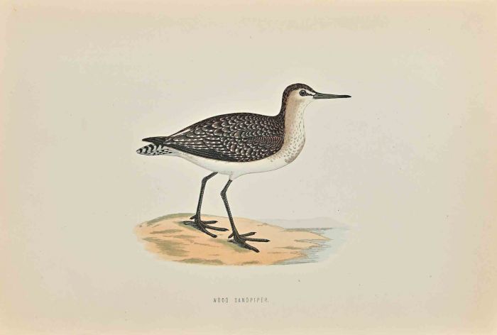 Wood Sandpiper
