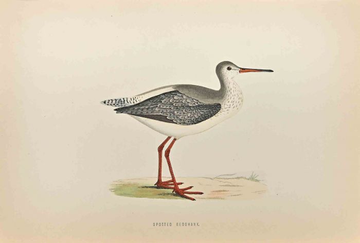 Spotted Redshank