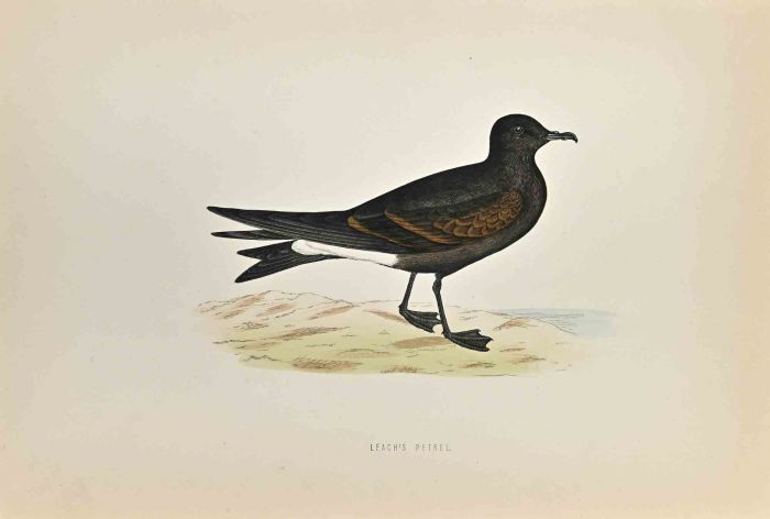 Leach's Petrel