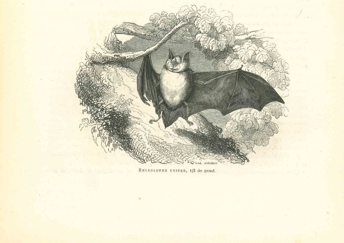 The Bat