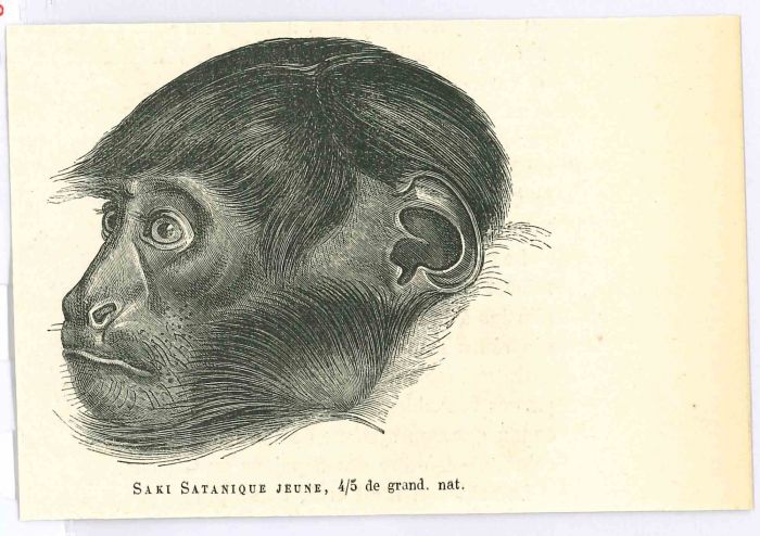 The Monkey