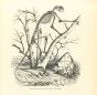 The Animal Skeleton