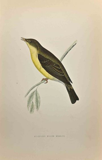 Melodious Willow Warbler