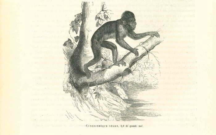 The Gorilla