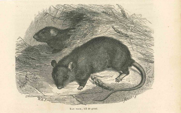 Black Rat