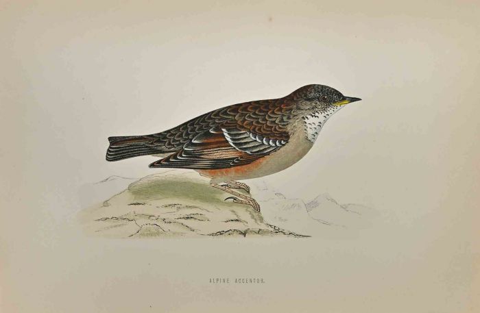 Alpine Accentor