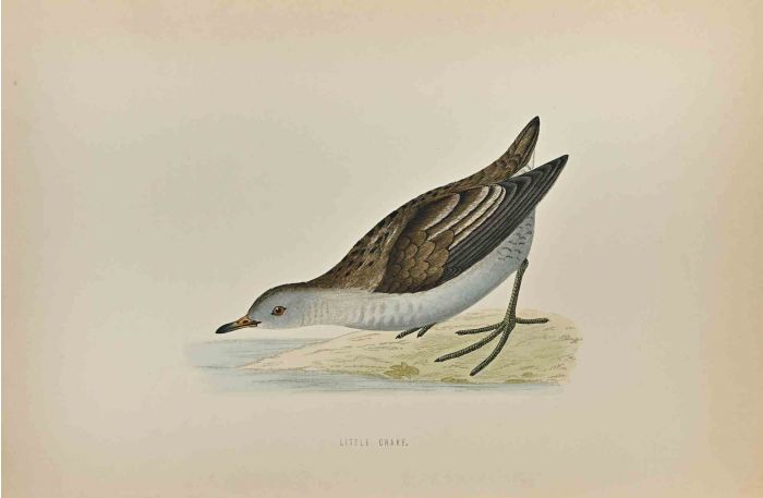 Little Crake