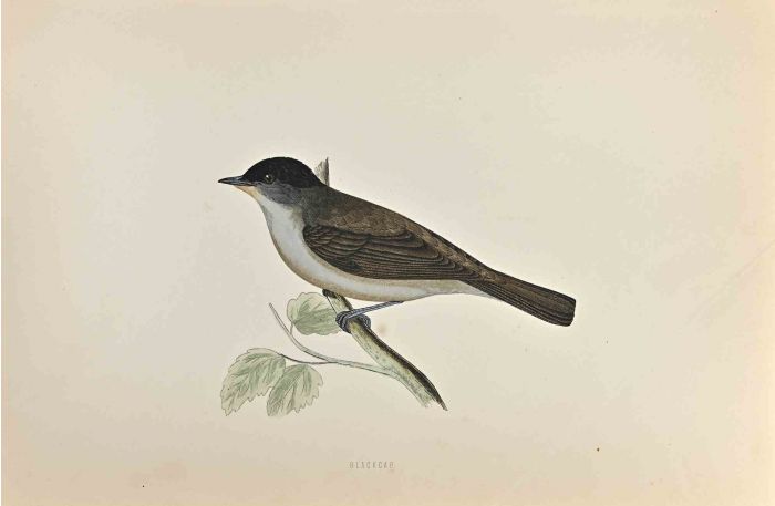 Blackcap