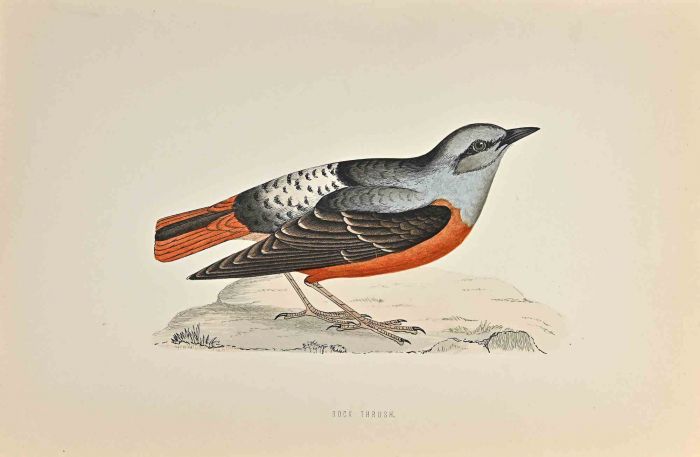 Rock Thrush