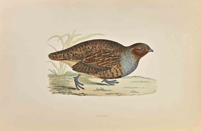 Patridge