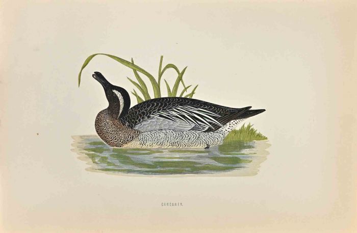 Garganey
