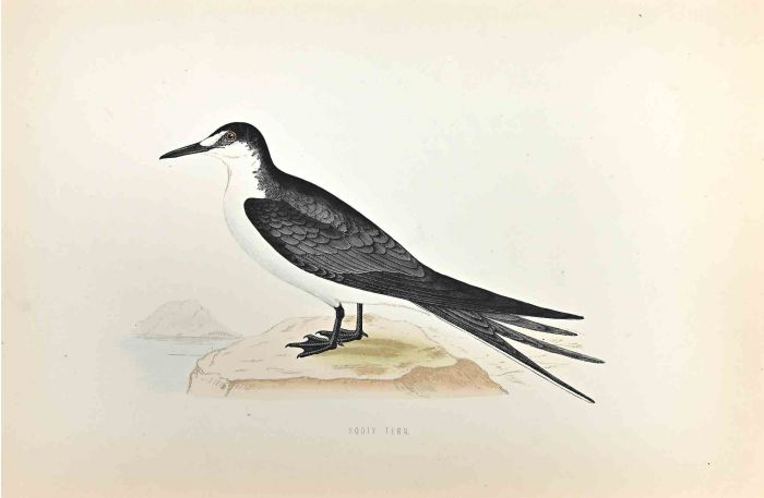 Sooty Tern