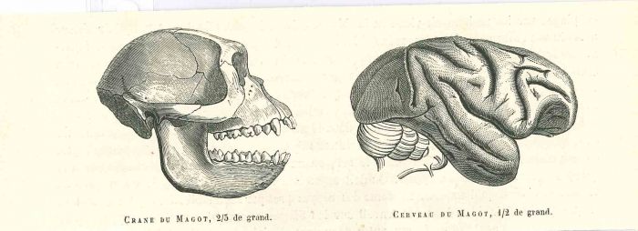 The Skull and Brain of an Ape