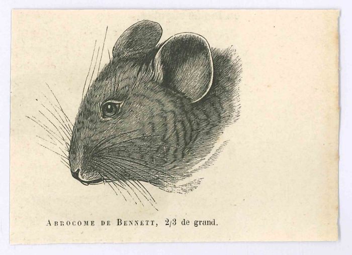 The Mouse