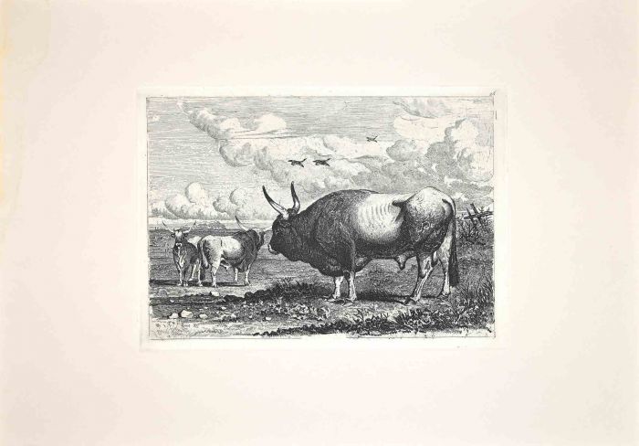 Bulls in the Roman Countryside