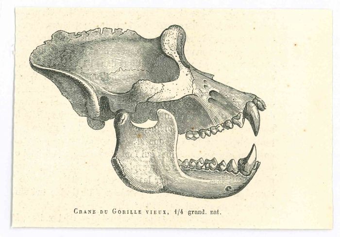 The Skull