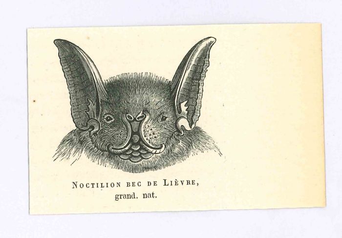 The Bat