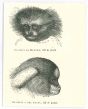 The Monkey