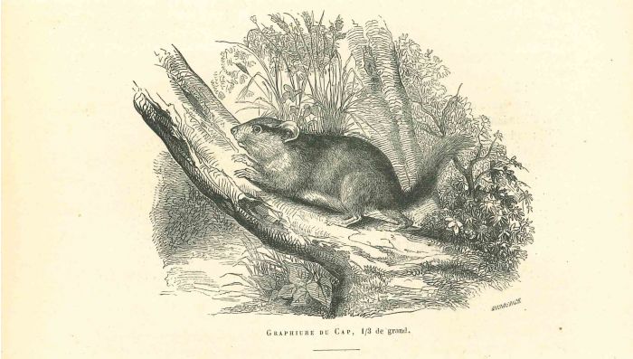 The Mouse