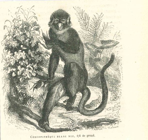 The Monkey